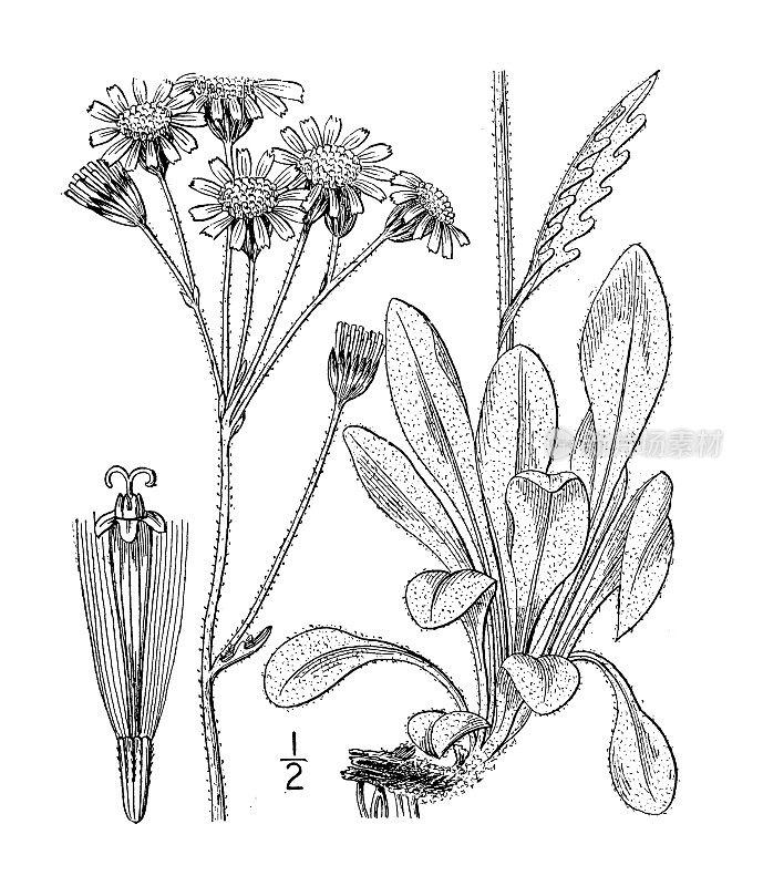古植物学植物插图:Senecio palustris, Marsh fleawort, Pale ragwort